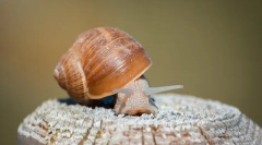 Jak nazwać ślimak, ciekawe nazwy dla dziewcząt i chłopców